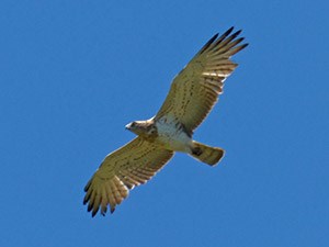 Short-toed Eagle - Circaetus gallicus © John Muddeman
